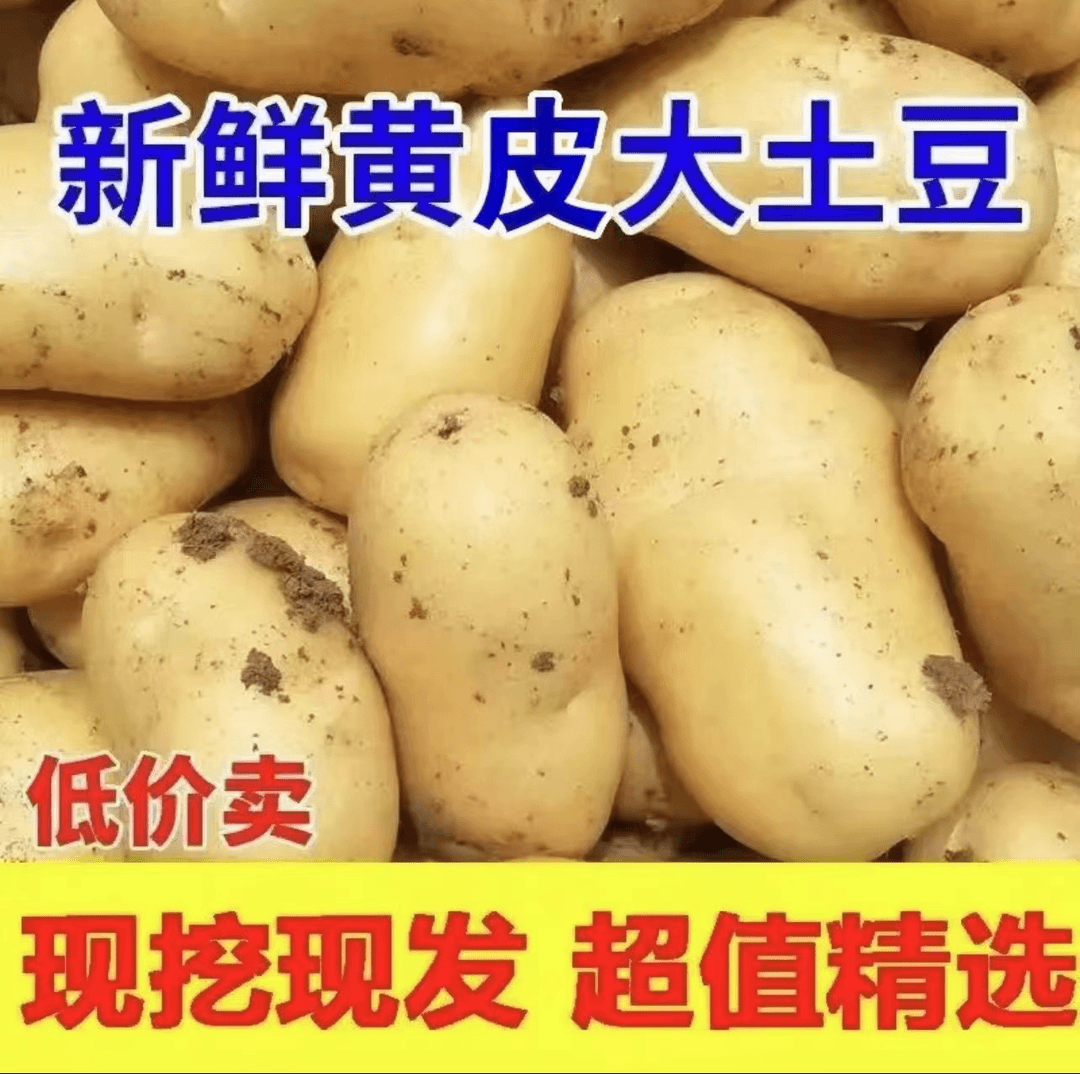 新鲜黄皮土豆3斤随机发