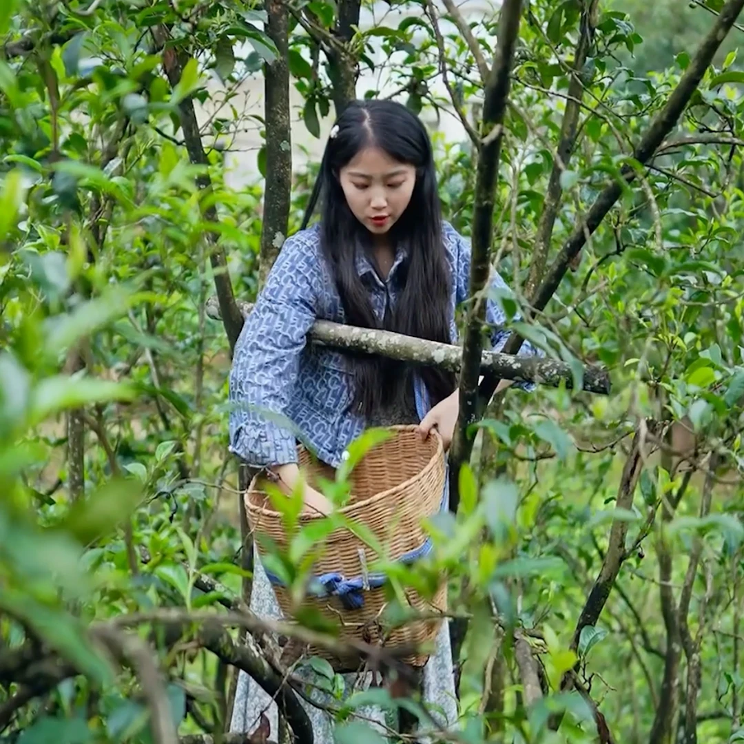 《2025春茶》景迈山 2025年头春头采