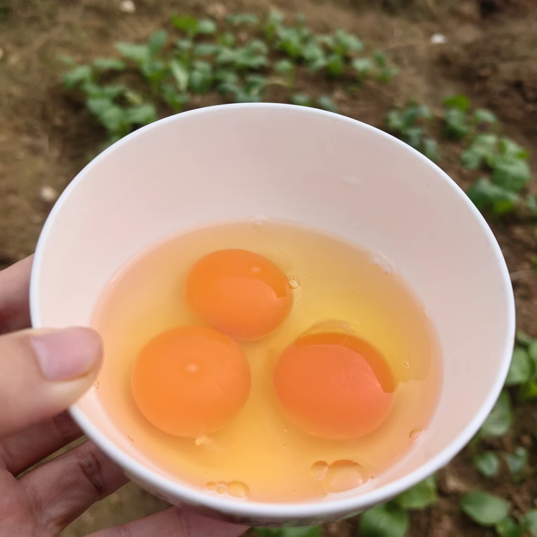 高海拔北纬31º的原生态鸡蛋
