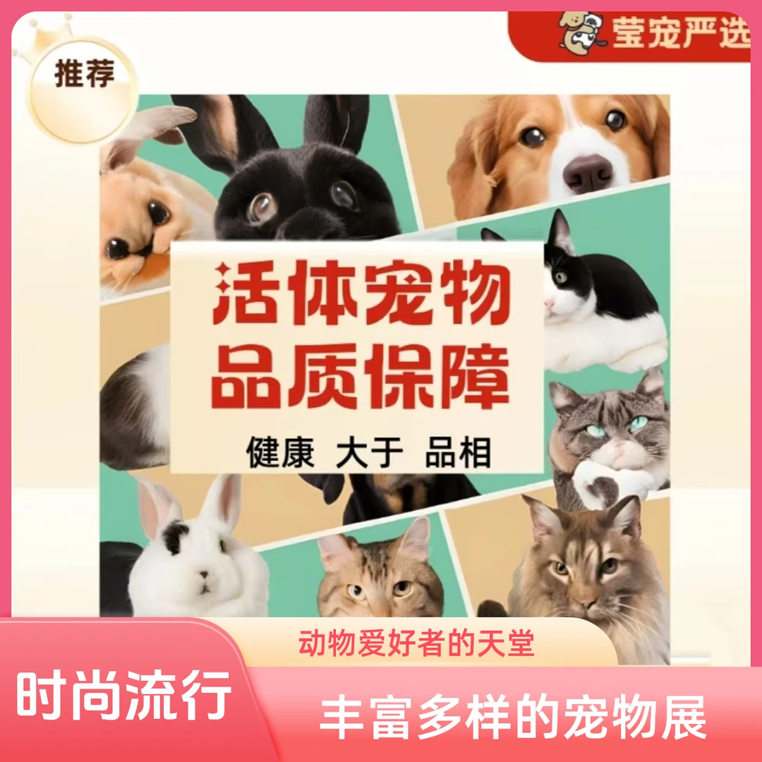 宠物相册（全款成交链接）