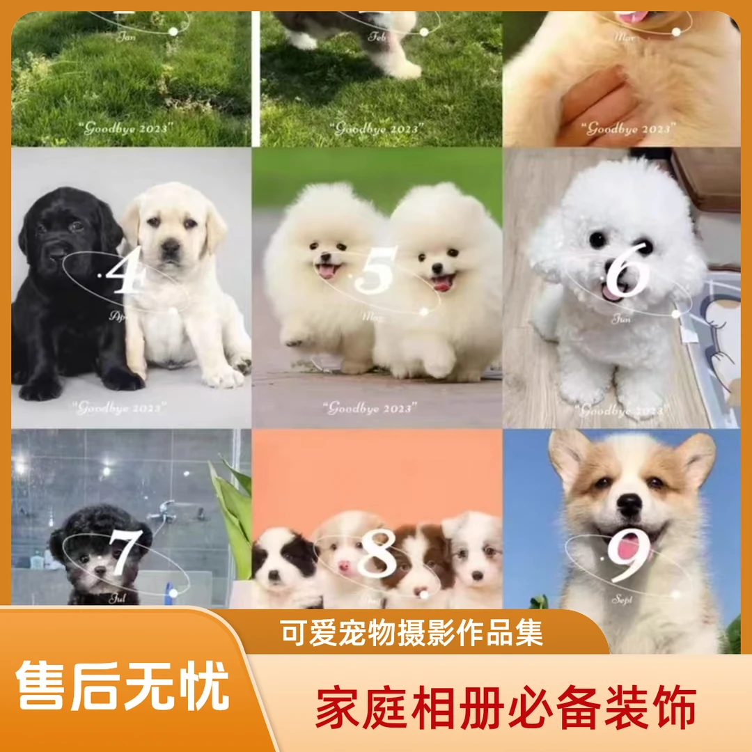 宠物链接保障相册