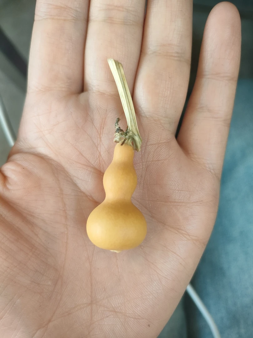 草里金单颗小葫芦，直播间选货