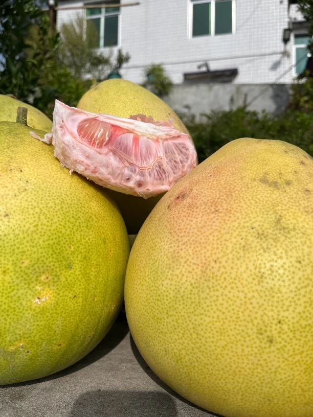 【阿东农货】七里柚林，白果之乡，正宗红心柚