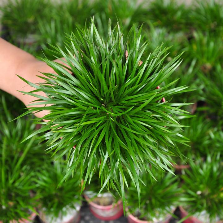菖蒲微盆景附石造景水培金钱黄金姬虎须胧月金凤凰山野草原盆发货
