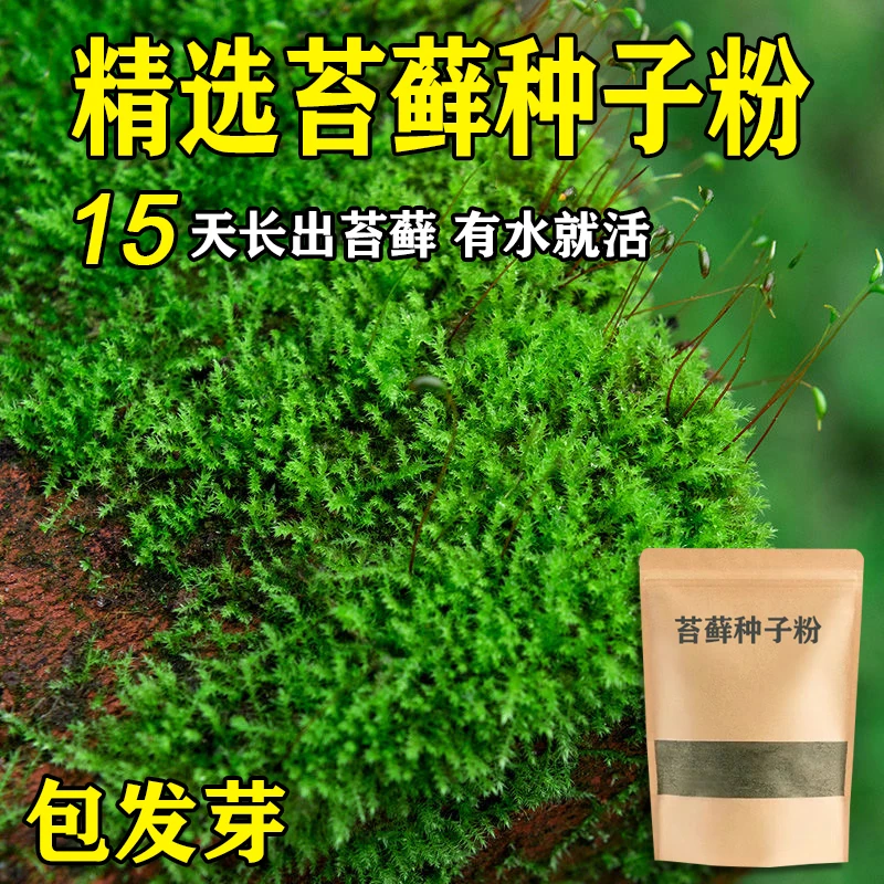 包发芽苔藓种子粉四季鲜活青苔绿植吸水石种子粉微景观盆景造假山