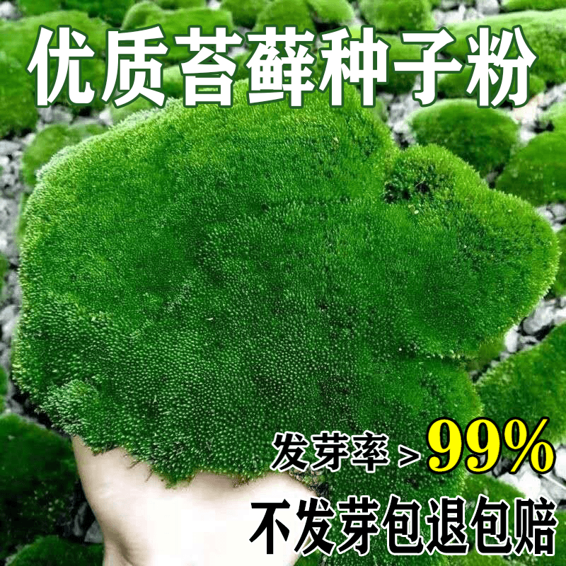 苔藓青苔植物种子吸水上水石盆栽假山盆铺面微景观种子粉四季鲜活