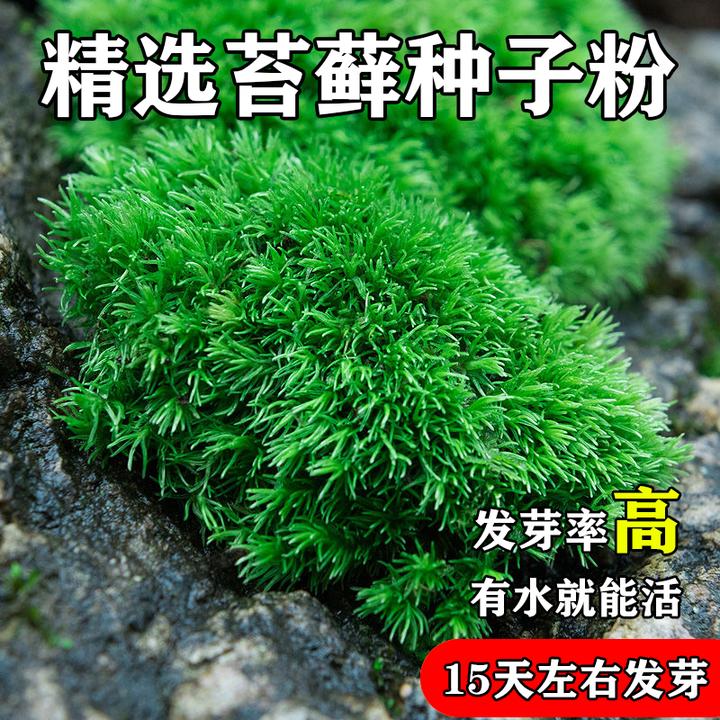 苔藓青苔植物种子吸水上水石盆栽假山盆铺面种子粉微景观四季鲜活