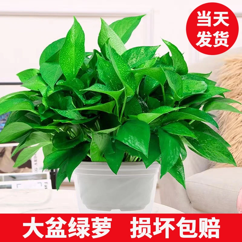 【亏本卖】绿萝盆栽室内好养吸除甲醛净化空气水培植物绿植花卉甄