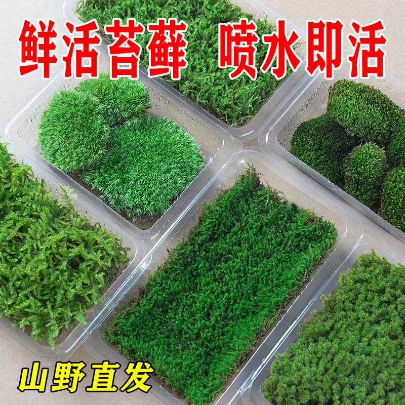 鲜活苔藓植物白发藓微景观生态瓶diy材料水陆缸盆景青苔造景假山