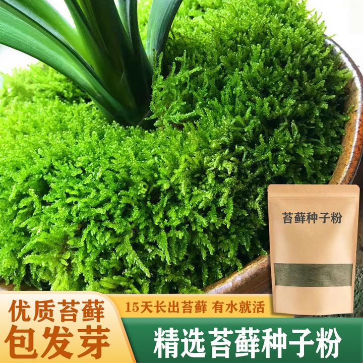 包发芽苔藓种子粉四季鲜活培育绿植吸水石种子粉盆景造假山微景观