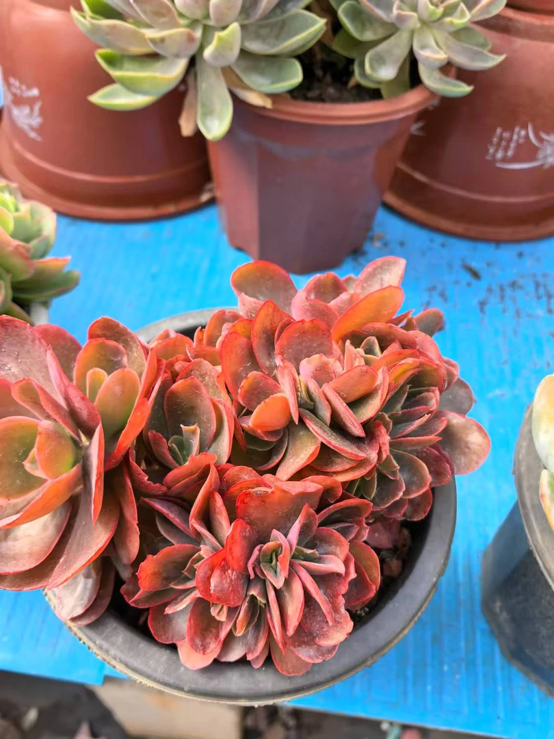 小杰精品多肉综合链接（38包邮）