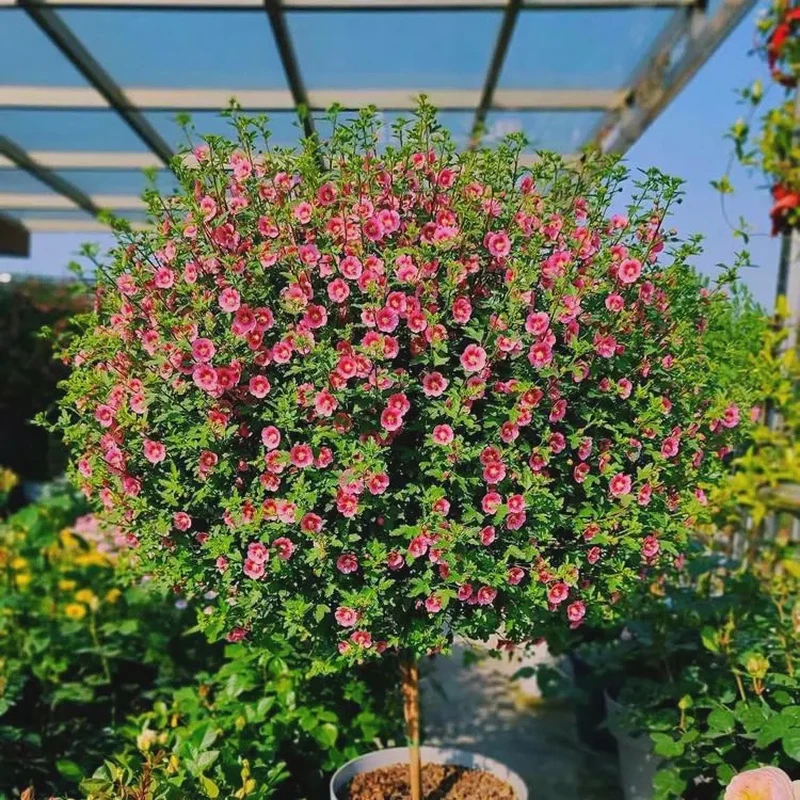 小木槿花树苗盆栽花苗棒棒糖室外阳台庭院花卉植物带花苞