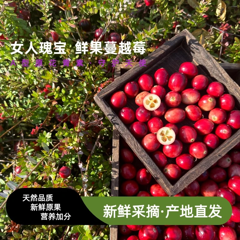 蔓越莓鲜果天然原果女性脆酸北美黑龙江榨汁果酱酵素产地直发