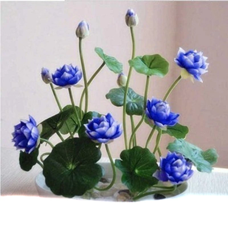 蓝色大睡莲根块池塘睡莲花水培植物四季开花盆栽水养花卉带芽根块