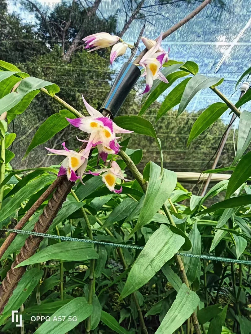 紫皮石斛一杆多花