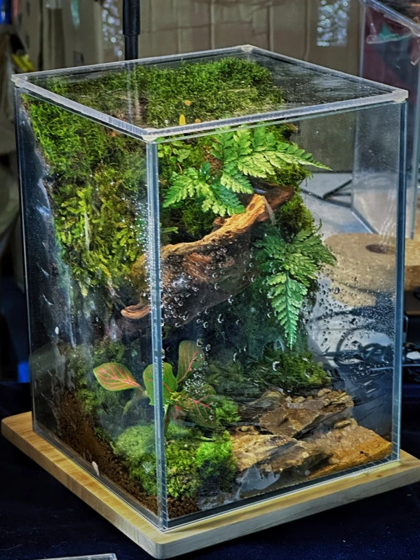 雨林风苔藓微景观宿舍植物桌面生态瓶真植物正品包邮