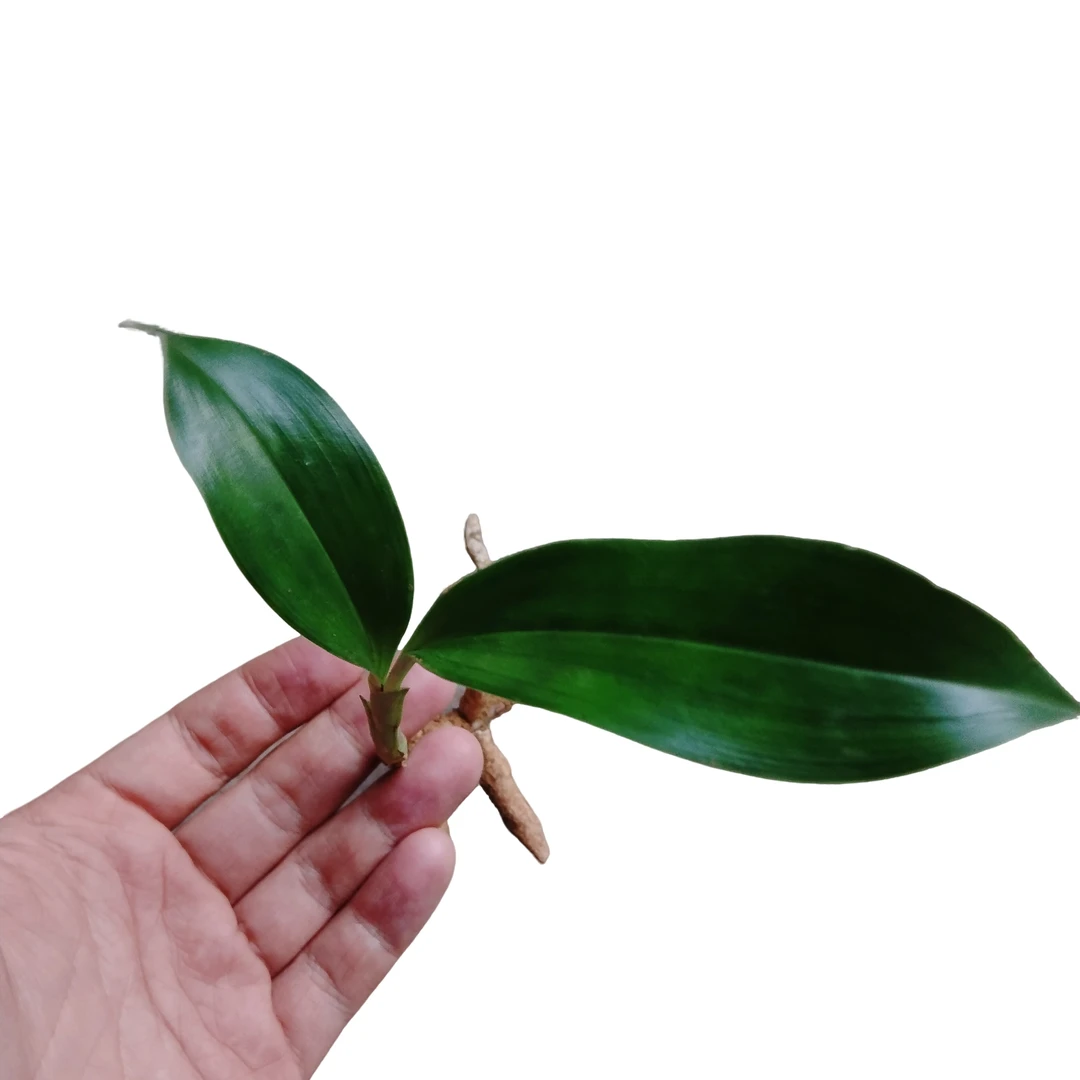 精品兔儿兰一苗，喜欢的直接拍