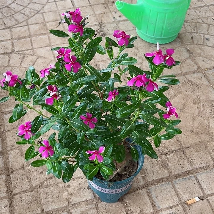 天天开木本长春花