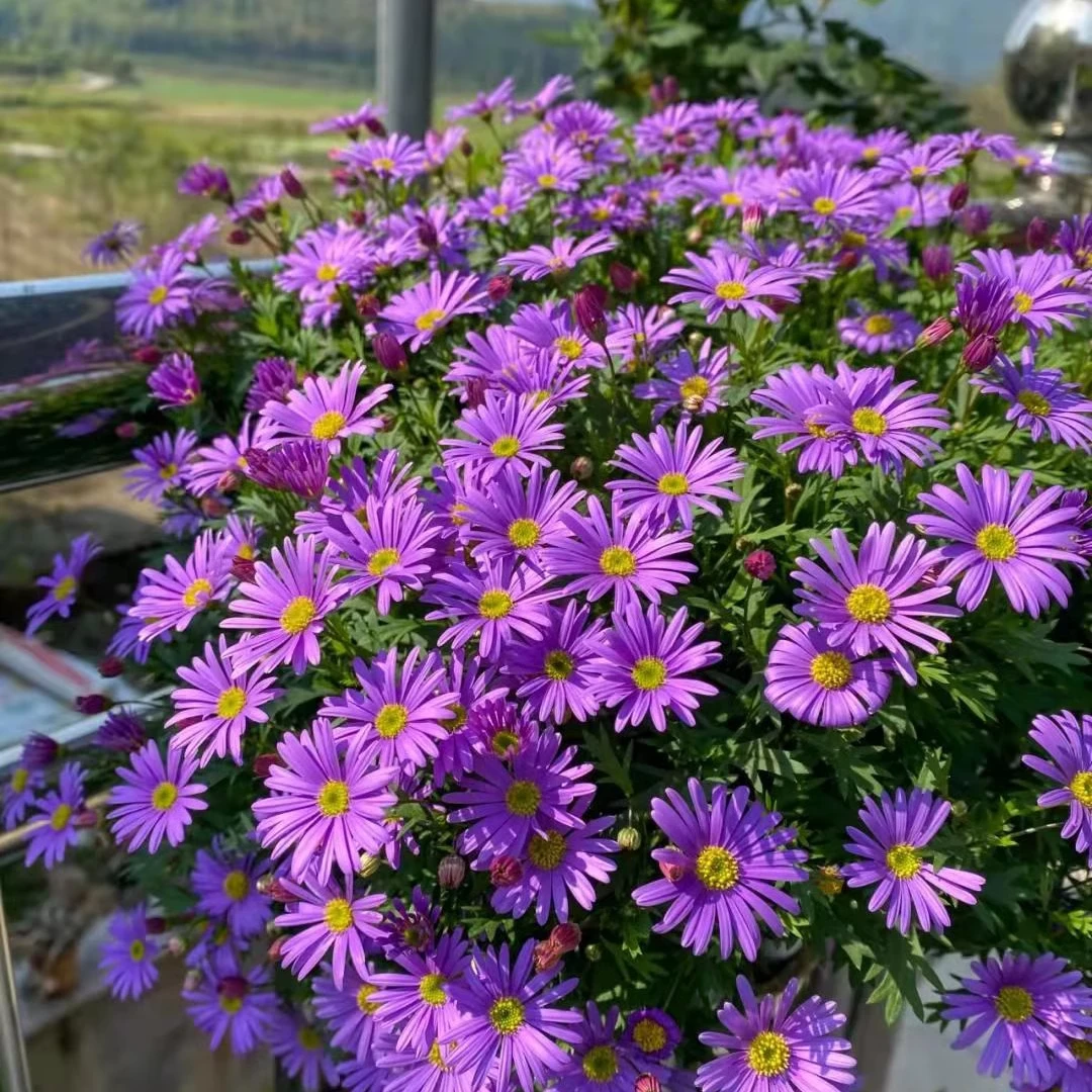 姬小菊盆栽花苗种子四季开花室内外阳台庭院玛格丽特菊花卉大全