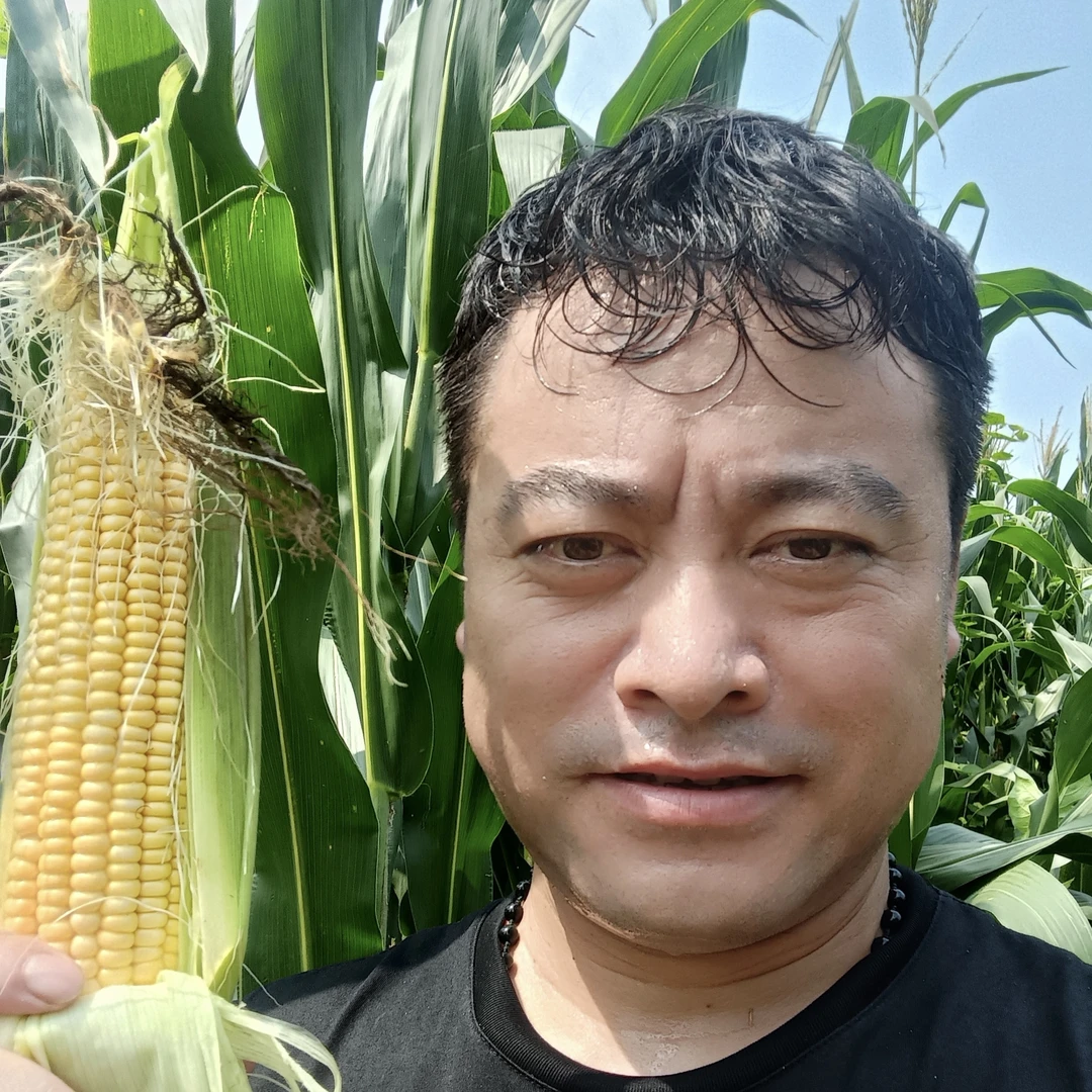 河南农家自种新鲜黄甜玉米煮粥代餐粗粮自然成熟10斤