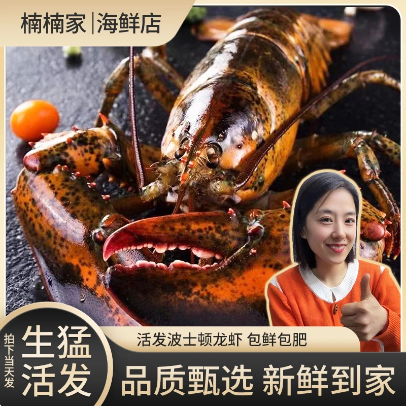 【大波龙规格】现场称重大号波士顿龙虾 保鲜不保活