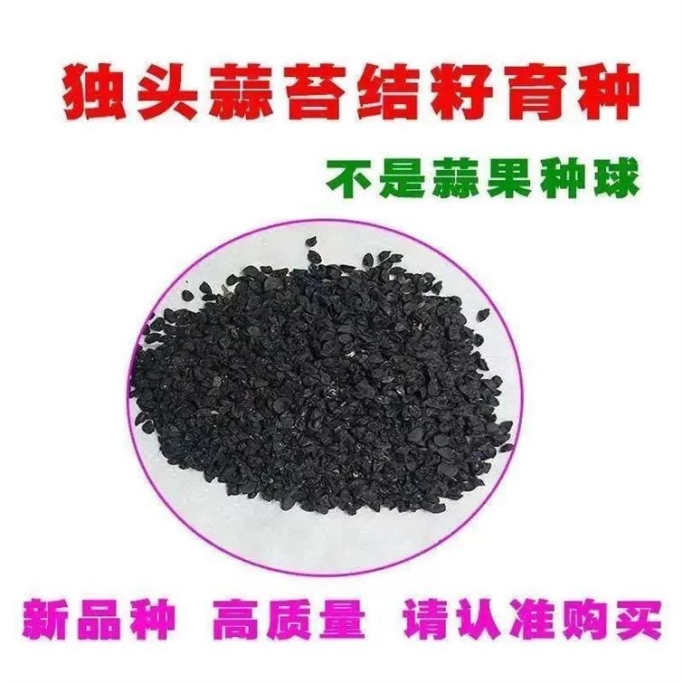 【独头蒜种子】 四季播种紫皮大蒜圆头蒜阳台庭院农家盆栽蔬菜种子