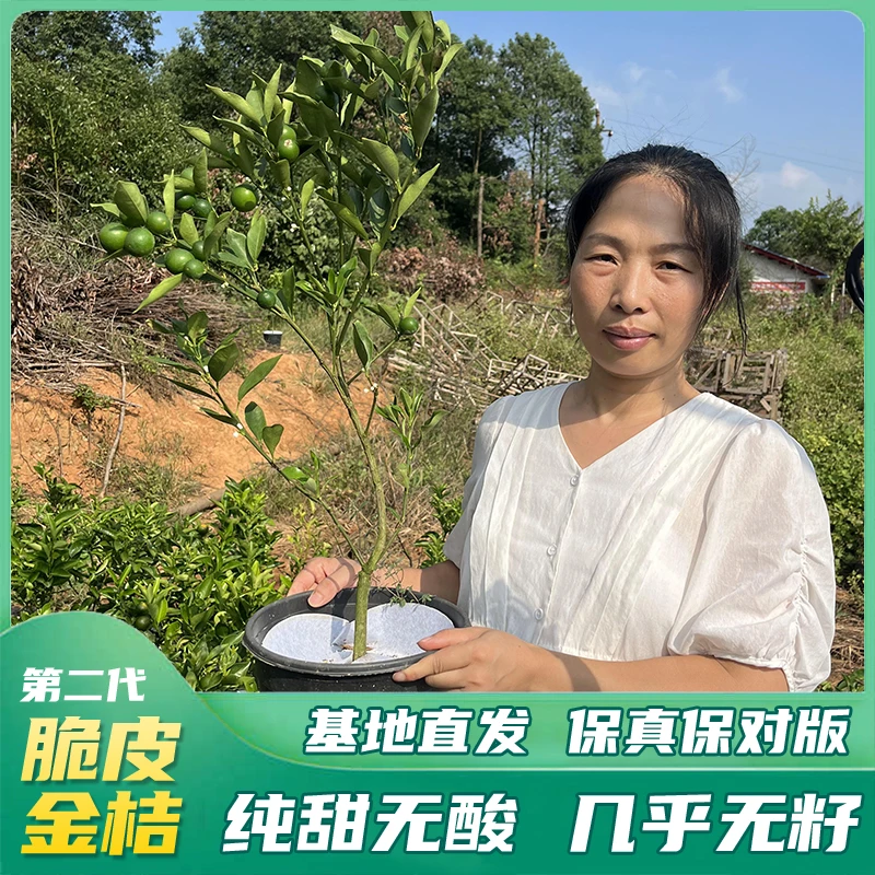 【正宗二年半脆皮金桔】容器杯苗果树苗阳台盆栽庭院地栽带士发货