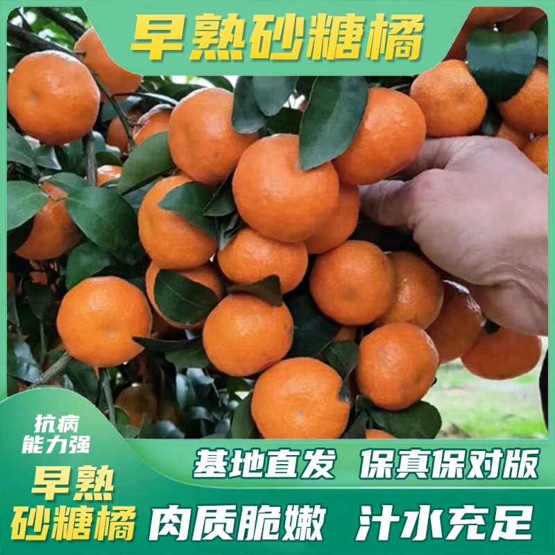 【秋季早熟砂糖橘】杯苗嫁接桔树苗南方种盆地栽嫁接果树苗