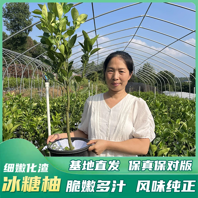 【三年大苗冰糖柚】容器杯苗嫁接幼苗正宗柚子果树苗南方庭院种植
