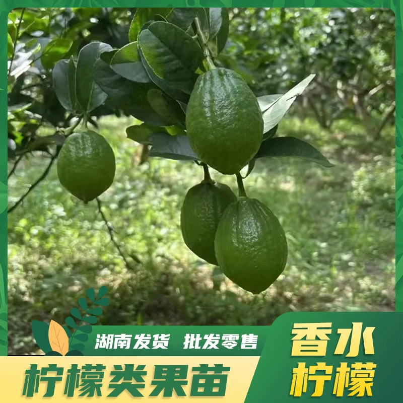 【正宗香水柠檬】精选容器苗带土果苗地栽林盆栽幼南方室内种植成活