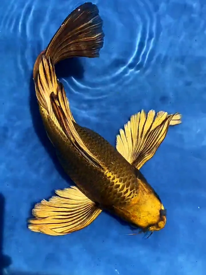 蝴蝶鲤 普身  短身  球体 贵妃，熊猫 一物一拍 大鳍大尾 鱼场直发