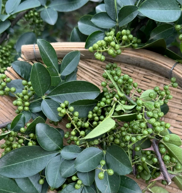 2024新鲜土藤椒/地里现摘带叶发货500克/制作各种藤椒鸡鱼/泡脚等