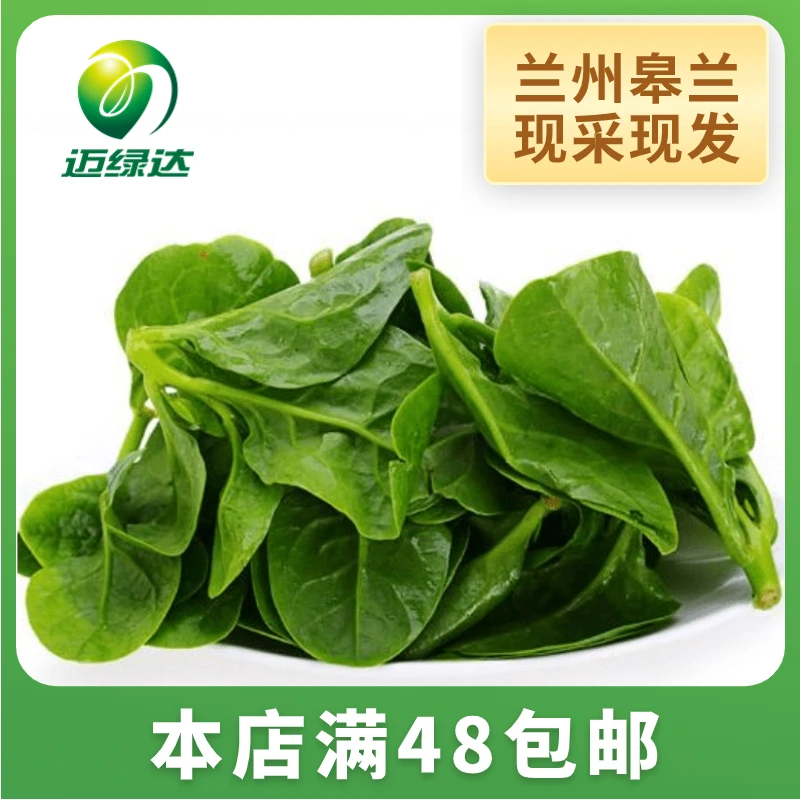 迈绿达木耳菜 绿色新鲜蔬菜 基地现摘 直供 1斤