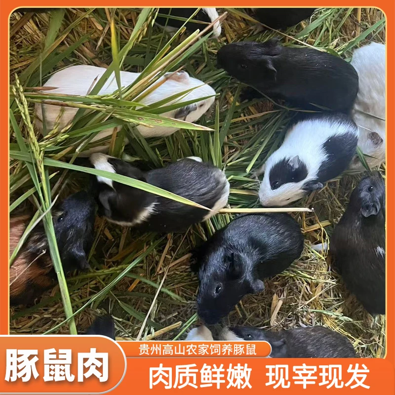 贵州农家养殖豚鼠现宰现发400克以上装