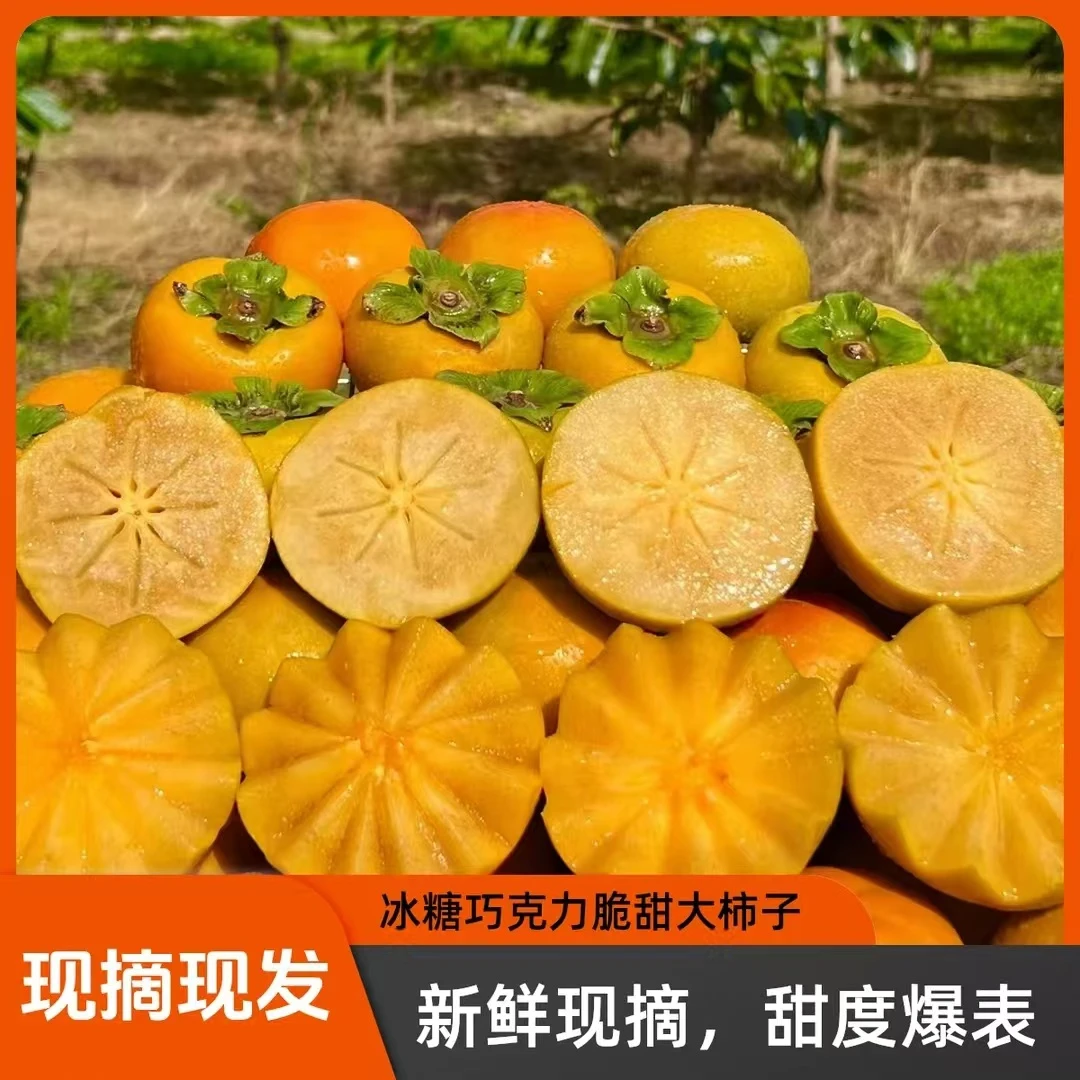 精品中果18-25个巧克力脆柿糖心单果120-150彩箱发货