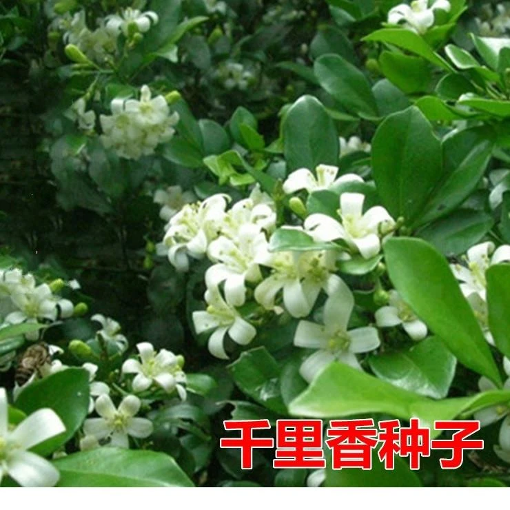 千里香盆栽植物种子树苗浓香花卉七里香九树香万里香黄金桂阳台