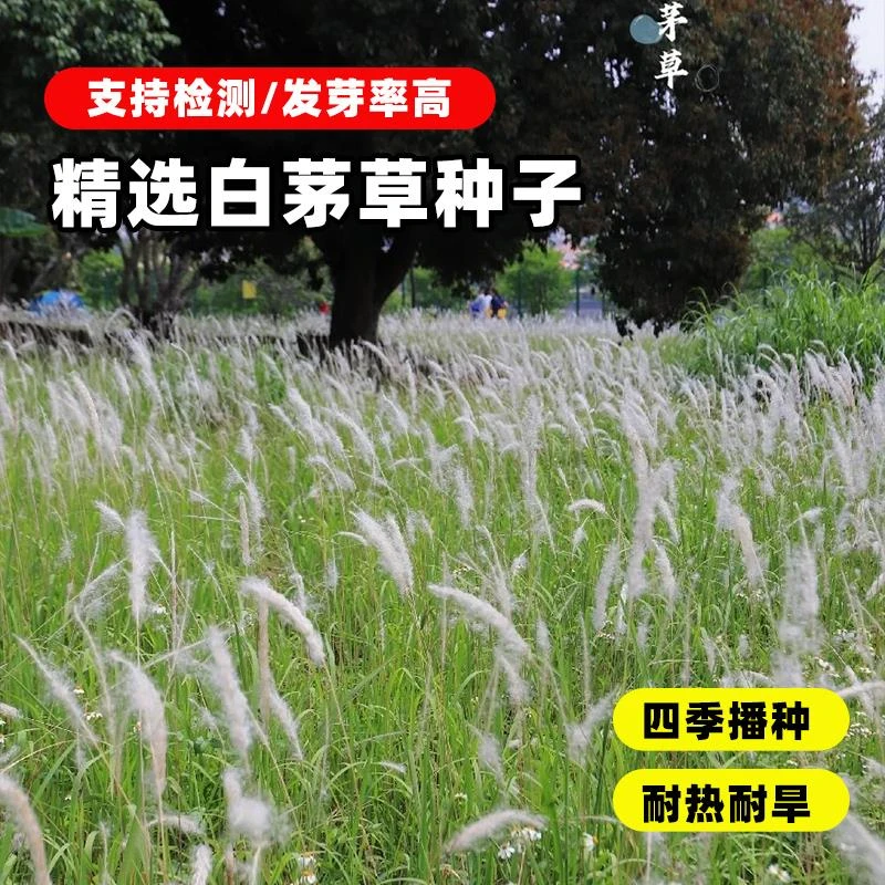 白茅草种子坟头山坡绿化针茅白毛草长镰草响铃草根种籽四季播易活