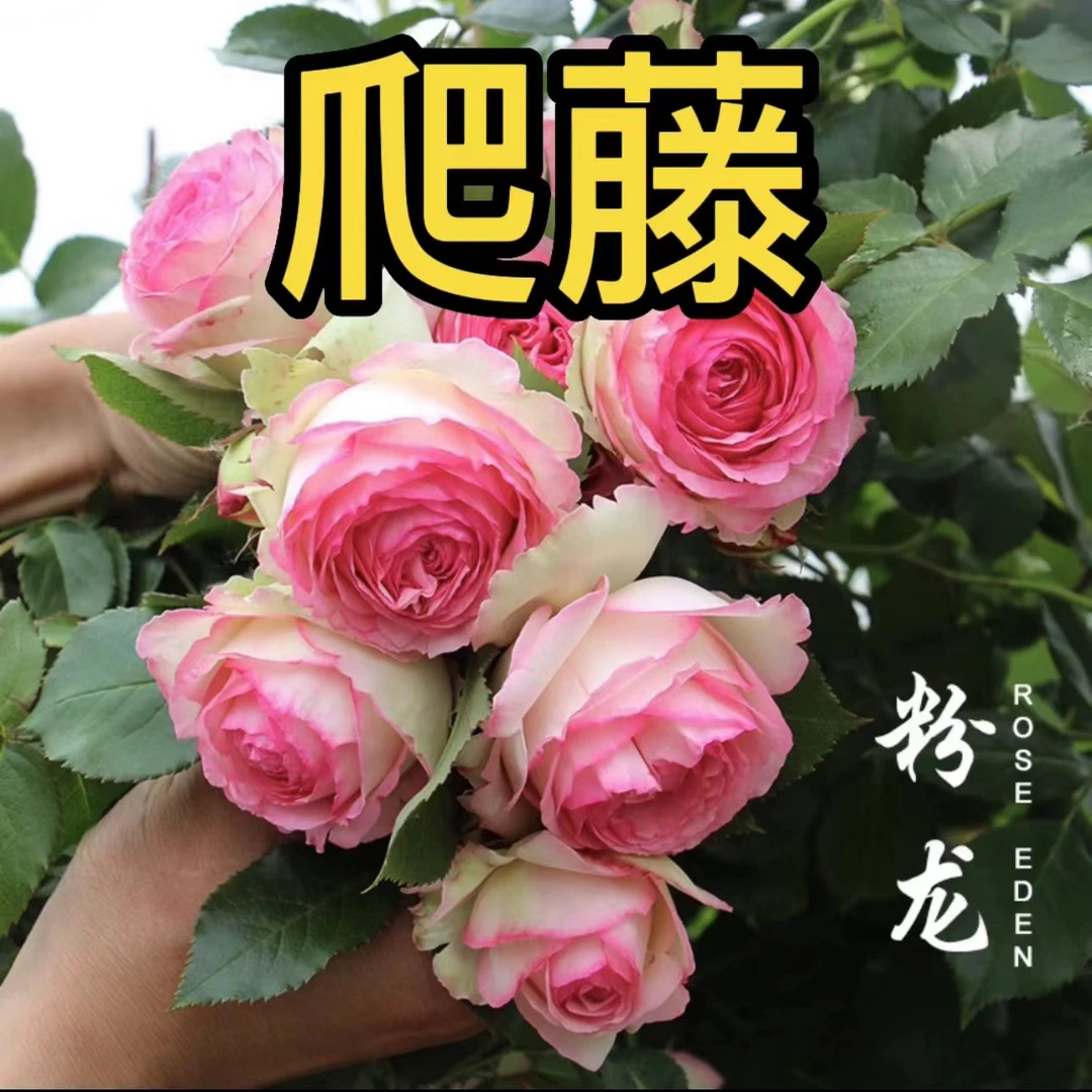 云南现挖现发 爬藤月季 蔷薇花苗 藤本月季苗花期长 盆栽地栽皆可