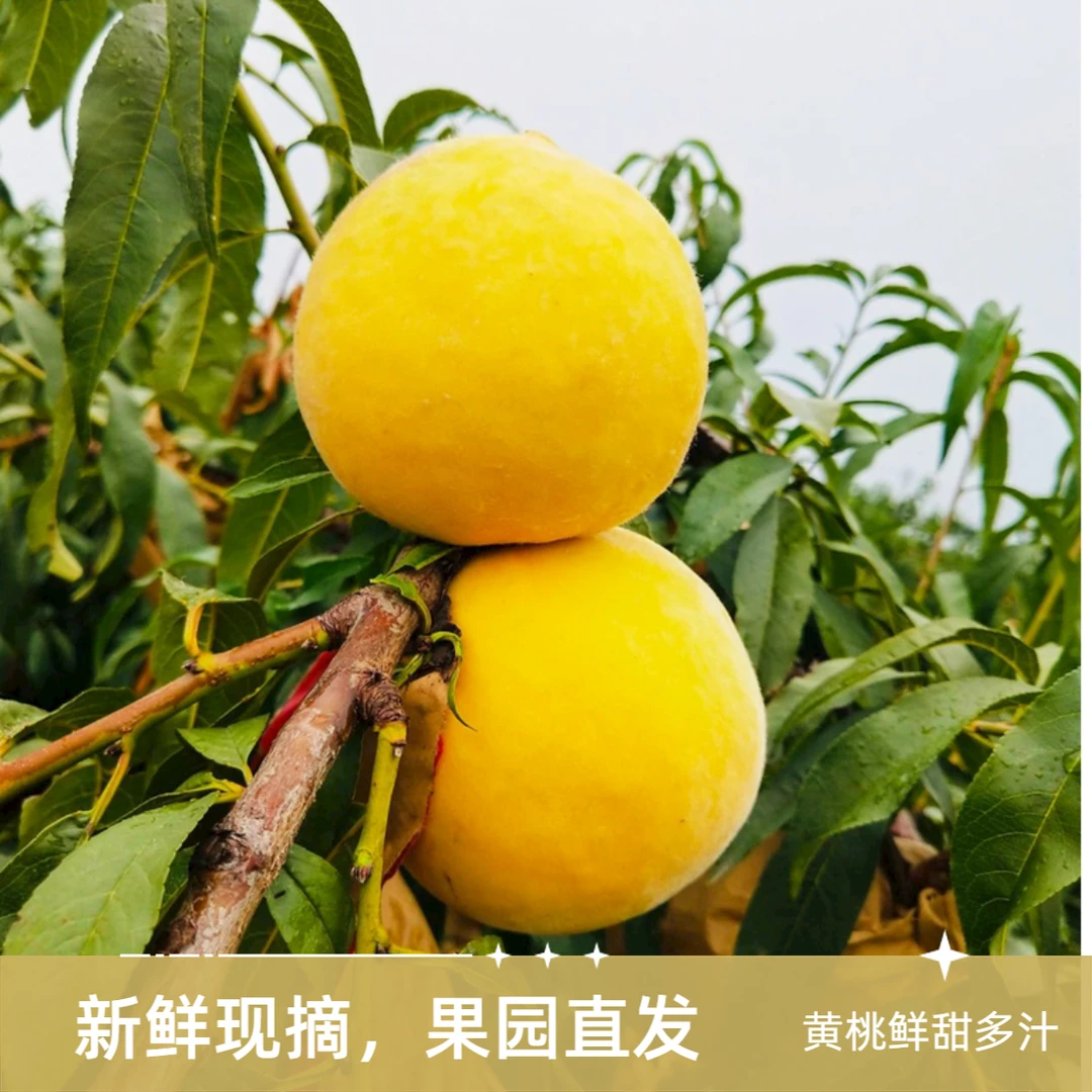果园直发黄桃新鲜高山生态桃新鲜鲜嫩鲜甜包赔多汁重量新鲜