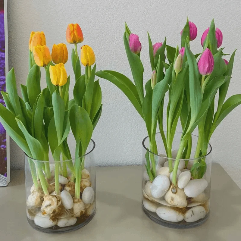 多色混色郁金香种球混色发货阳台庭院盆栽地栽花卉种球