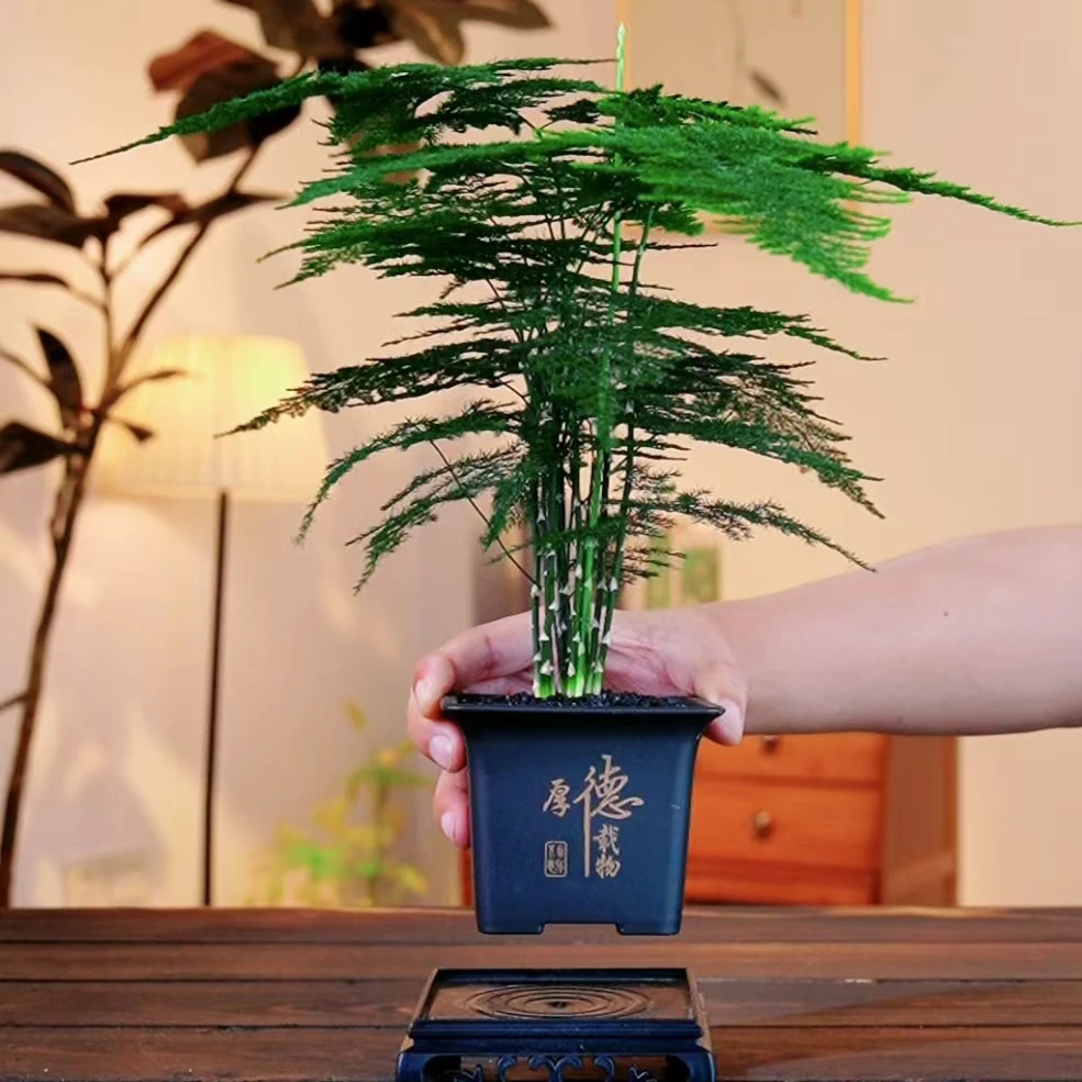 【厚德载物】桌面茶宠文竹盆栽室内懒人居家办公绿植好养植物花卉