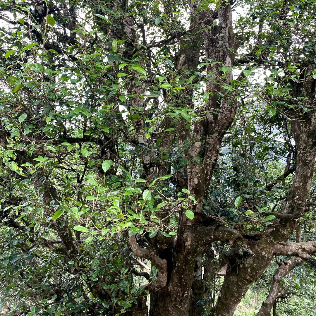 唐墨號2025年 古树茶 二嘎子古树茶  千年二嘎子单株100克散茶
