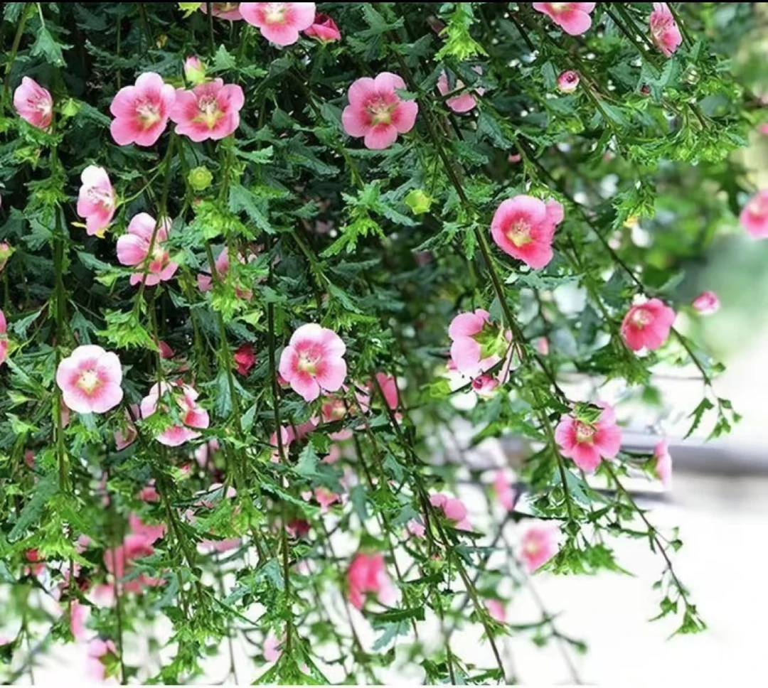 王小帅【小木槿】阳台庭院种植四季开花