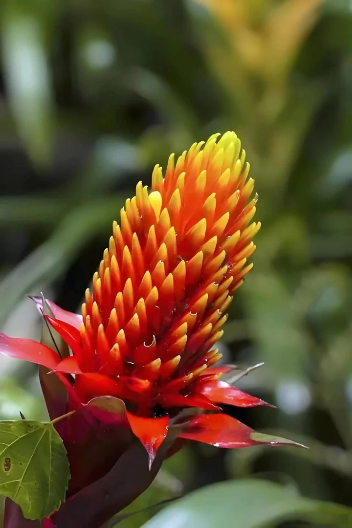 王小帅【火炬】精致盆栽好养兰花云南花卉