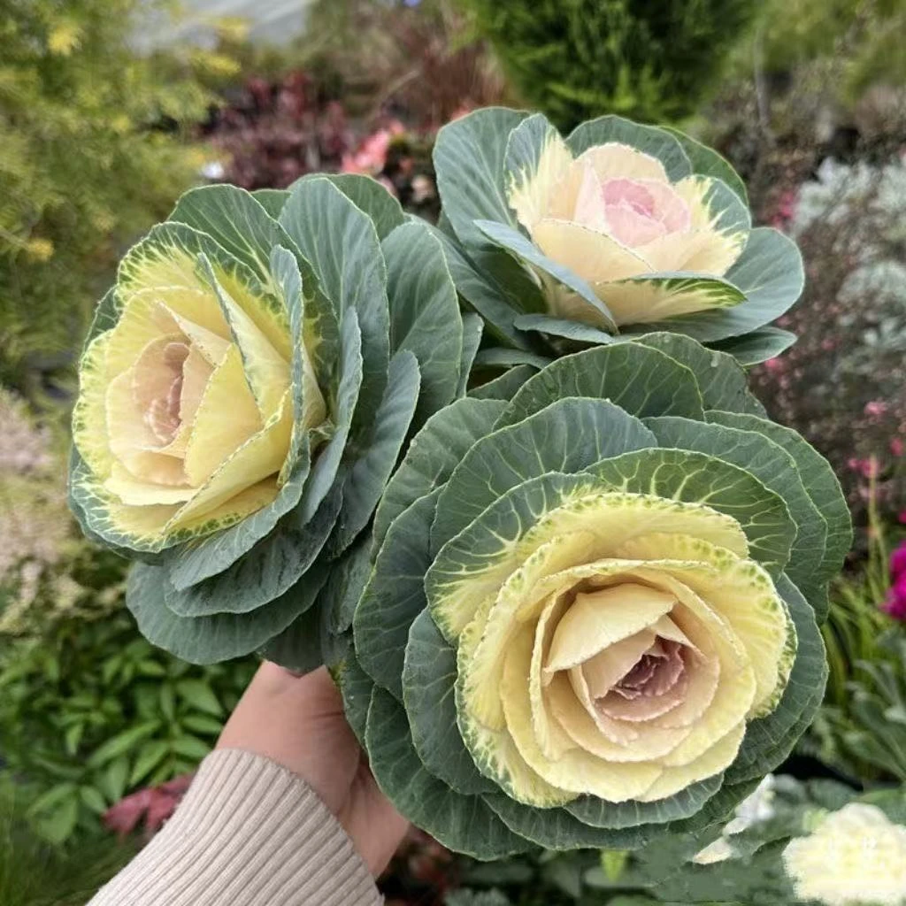 王小帅【冬日玫瑰】羽衣甘蓝阳台庭院种植四季开花