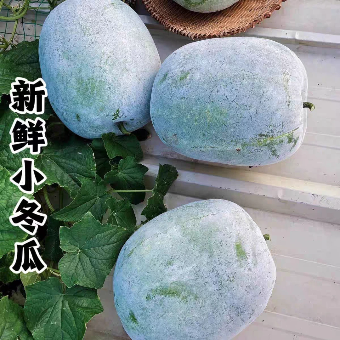 河南露天水果冬瓜新鲜采摘新鲜发货净重5/9斤