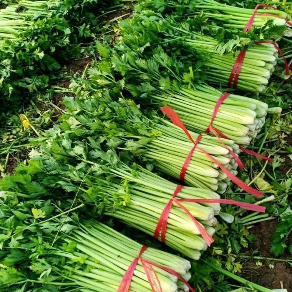 【带叶芹菜】现挖芹菜本地芹菜露天西芹榨汁青菜新鲜蔬菜3/5斤