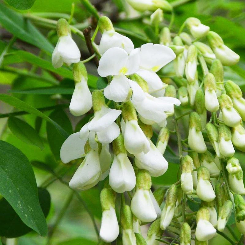 2024现摘新鲜野槐花野菜蔬菜花骨朵河南杨槐花