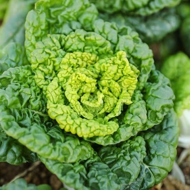 河南露天黄心菜乌塌菜新鲜蔬菜当季蔬菜净重5斤