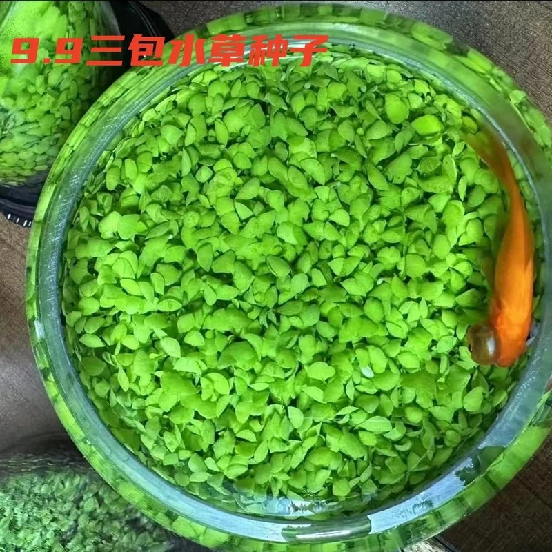 水草种子鱼缸水草籽草缸造景真草水草孑牛毛草种子